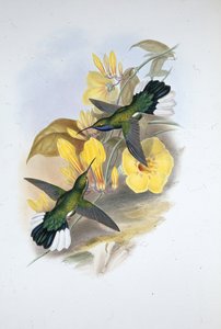 Ala de sable de garganta azul (Campylopterus Ensipennis) de John (after) Gould