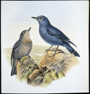 Roquero Solitario (Petrocossyphus Cyanus)