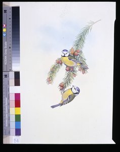 Herrerillo común (Parus caeruleus) de John (after) Gould