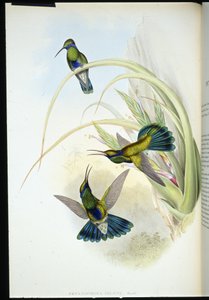 Oreja violeta boliviana (Petasophora Iolata) de John (after) Gould
