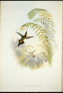 Ermitaño de Bourcier (Phaethornis Bourcieri) de John (after) Gould