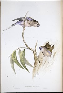 Periquito de hierba de Bourke de John (after) Gould