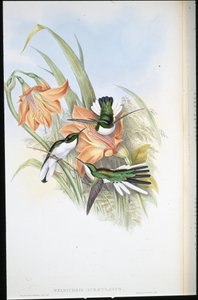 Hada brasileña (Heliothrix auriculatus)