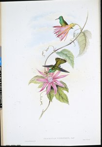 Esmeralda de Frente Brillante (Thaumatias Nitidifrons) (litografía coloreada a mano)