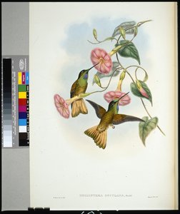 Colibrí de cola de búfalo (helianthea osculans) de John (after) Gould