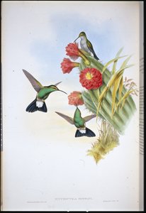 Plumeteador de Buffon (Hypuroptila Buffoni)