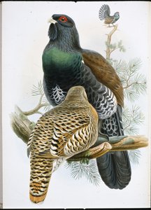 Urogallo (Tetrao Urogallus) de John (after) Gould