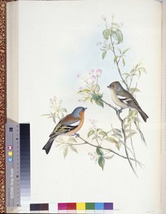 Pinzón vulgar (Fringilla Caelebs) de John (after) Gould