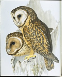 Búho de cara castaña (Strix Castanops) de John (after) Gould