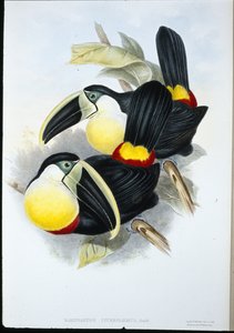 Tucán de pecho limón (Ramphastos Citreolaemus)