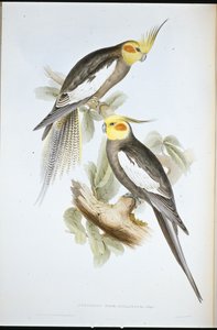 Periquito cacatúa (Nymphicus Novae-Hollandiae) de John (after) Gould