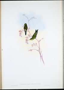 Esmeralda colombiana de John (after) Gould