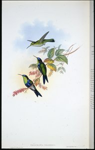 Panoplites colombiano / Ninfa de madera colombiana (Thalurania Colombica) de John (after) Gould