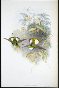 Inca de Conrad (Bourcieria Conradi)