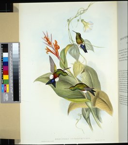 Pata de soplo de vientre cobrizo (eriocnemis cupreiventris)