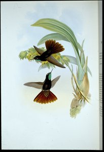 Cola cobriza (Metallura cupreicauda) de John (after) Gould