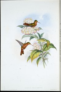 Amazilia de Pico Coral (Amazilia Corallirostris) (litografía coloreada a mano)