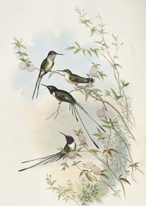 Cola de Tijera de Cora (litografía coloreada a mano) de John (after) Gould