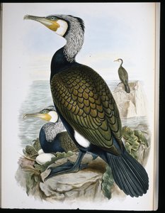 Cormorán grande (Phalacrocorax Carbo) de John (after) Gould
