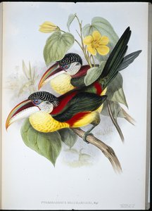 Aracari de cresta rizada (Pteroglossus Beauharnaisi)