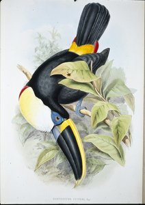 Tucán de Cuvier (Ramphastos Cuvieri)