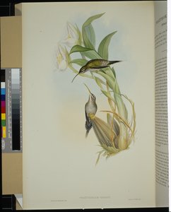 Ermitaño de D