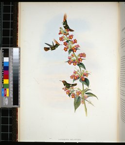 Coqueta de De Lattre (lophornis Delattrei) (litografía coloreada a mano) de John (after) Gould