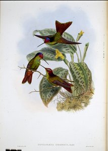 Arco iris ecuatoriano (Diphlogaena Hesperus) de John (after) Gould
