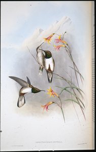 Colibrí estrella de colina de Estella (Oreotrochilus Estella) de John (after) Gould