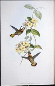 Colibrí de Garganta Barbada de Cola Cervina (Threnetes Cervinicauda)