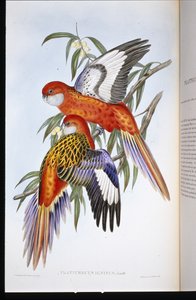 Periquito ígneo (platycercus ignitus) de John (after) Gould