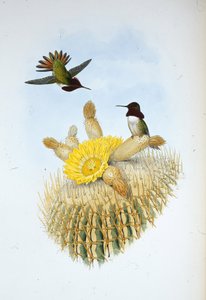 Portador de llamas de Floresi (Selasphorus floresii) de John (after) Gould