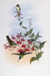 Corona azul de Francia (Cyanomyia franciae) de John (after) Gould