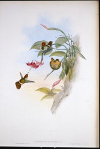 Coqueta frillada