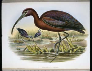 Ibis Brillante (Falcinellus Igneus) de John (after) Gould