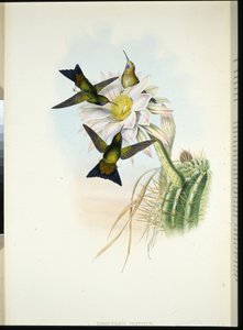 Pata de soplo brillante (Eriocnemis vestitus) de John (after) Gould
