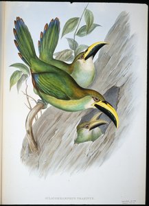 Tucán de pico acanalado verde dorado (Aulacoramphus Prasinus) de John (after) Gould