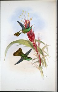 Colibrí de cola dorada (Hypuroptila Urochrysia) de John (after) Gould