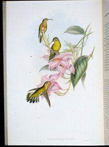 Colibrí de garganta dorada (Chrysobronchus viriscens) de John (after) Gould