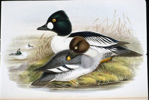 Ojo dorado (Clangula Glaucion) de John (after) Gould