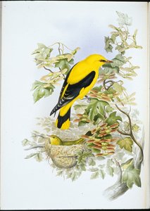 Oropéndola dorada (Oriolus Galbula)