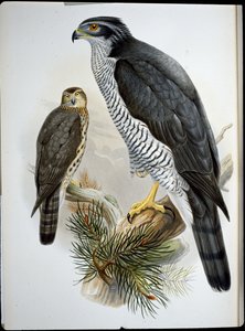 Azor común (Astur Palumbarius) de John (after) Gould