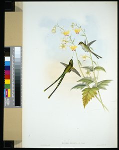 Portador de tren elegante (Lesbia gracilis) de John (after) Gould
