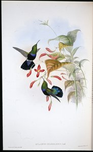 Caribe de pecho verde (Eulampis Chlorolaemus)