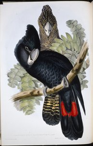 Cacatúa negra de pico grande (Calyptorhynchus Macrorhynchus) de John (after) Gould