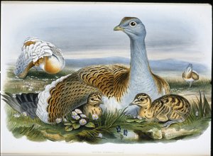 Avutarda común (Otis Tarda) de John (after) Gould