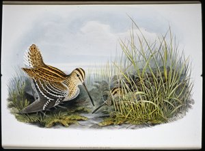 Agachadiza real (Gallinaco Major) de John (after) Gould