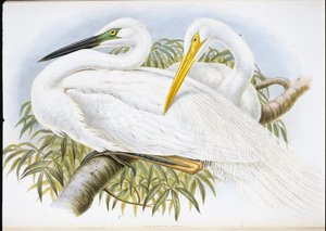 Garza blanca grande (Herodias Alba) de John (after) Gould