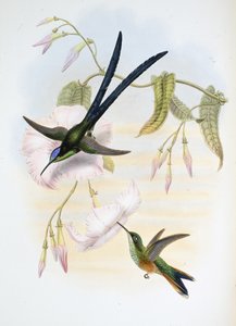 Colibrí de cola bifurcada grande (Hylonymphia Macrocerca) de John (after) Gould