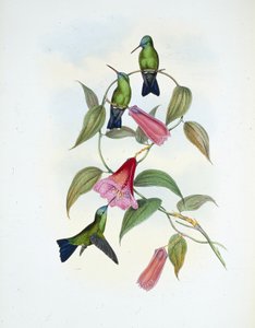Zafiro verde y azul (eucephala smaragdocaerulea) de John (after) Gould